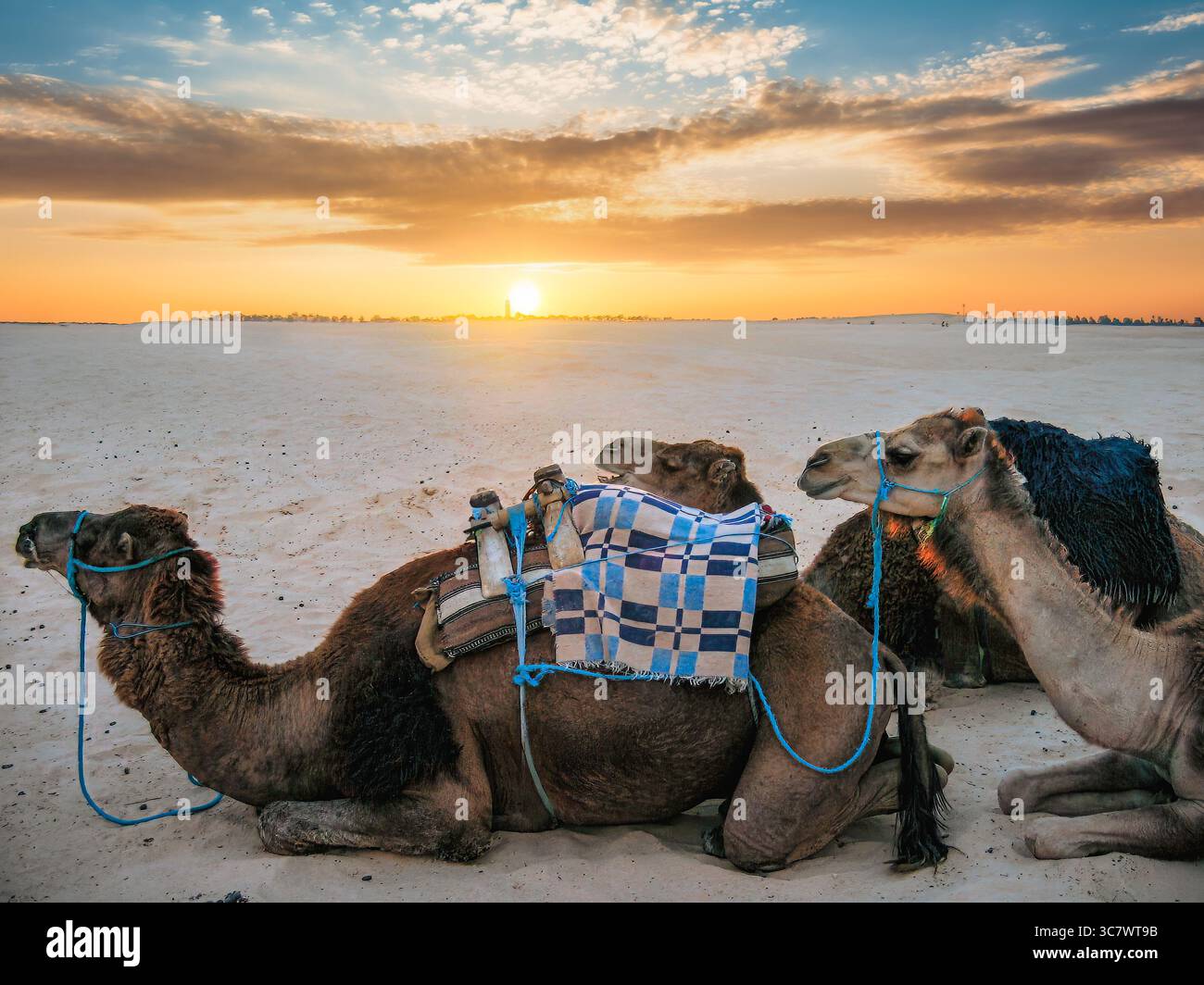 Cammelli che riposano su un terreno sabbioso sotto un vibrante cielo al tramonto, mostrando le loro selle e imbracature, incarnando l'essenza della vita nel deserto e della tranquillità Foto Stock