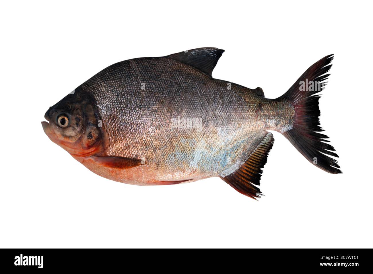 Pesce di Roopchand o pomfret cinese (Pampus chinensis) isolato su sfondo bianco. Foto Stock