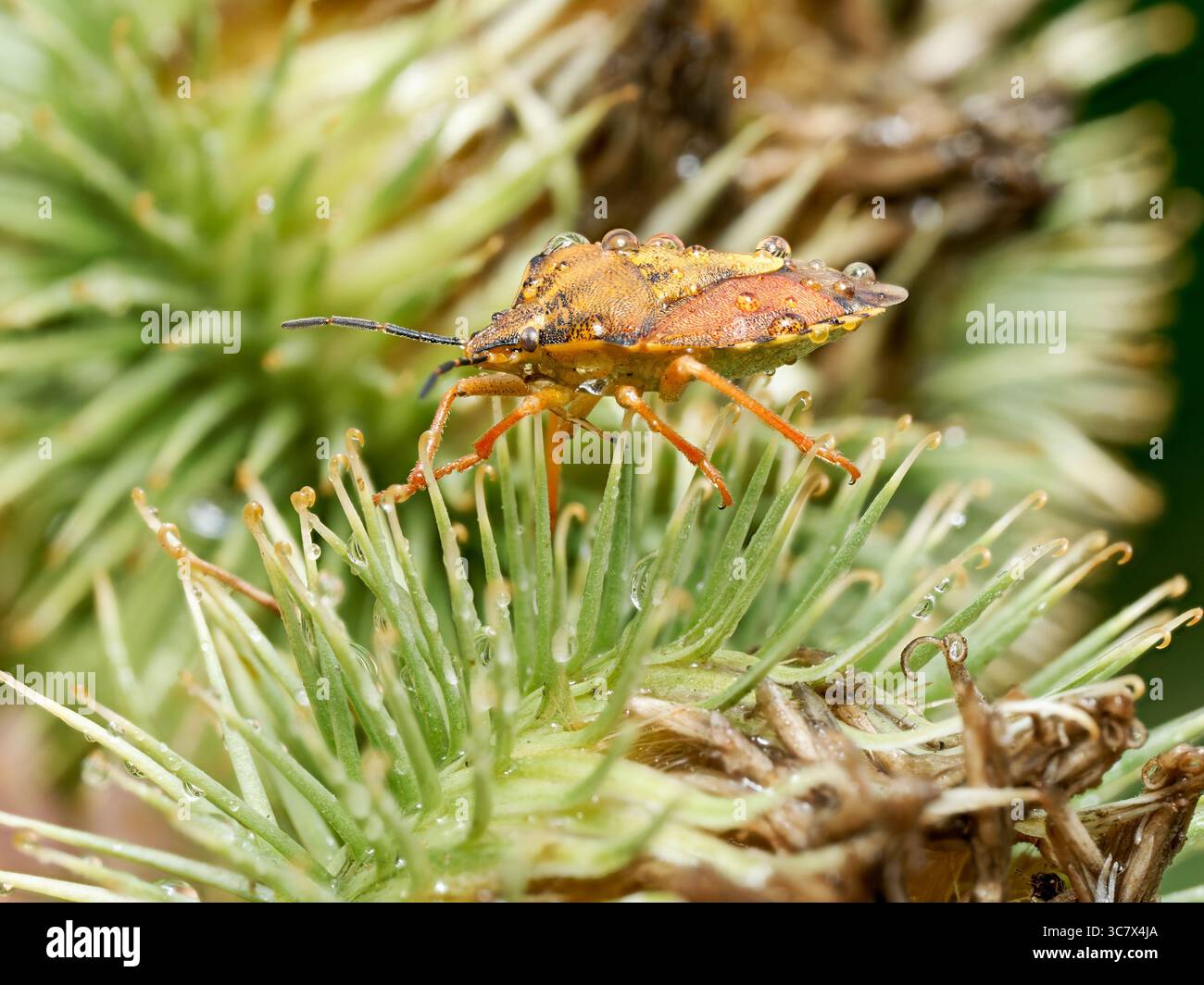 Macro fotografia frontale di Carpocoris purpureipennis, un insetto di scudo dai colori vivaci della famiglia Pentatomidae. Foto Stock