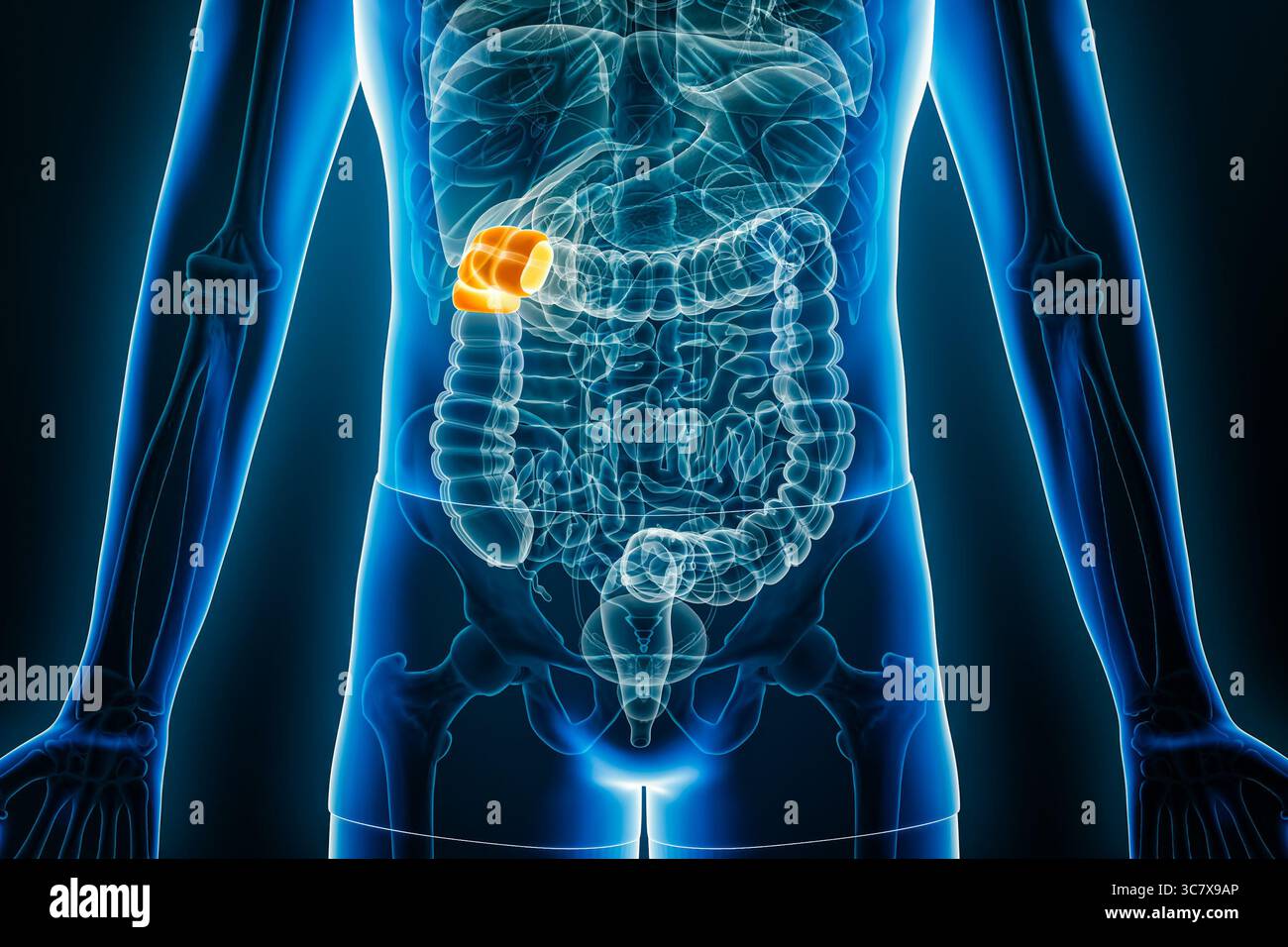 Vista radiologica anteriore della flessione epatica o destra del colon umano illustrazione di rendering 3D con contorni del corpo maschile. Anatomia, organo della sistia digestiva Foto Stock