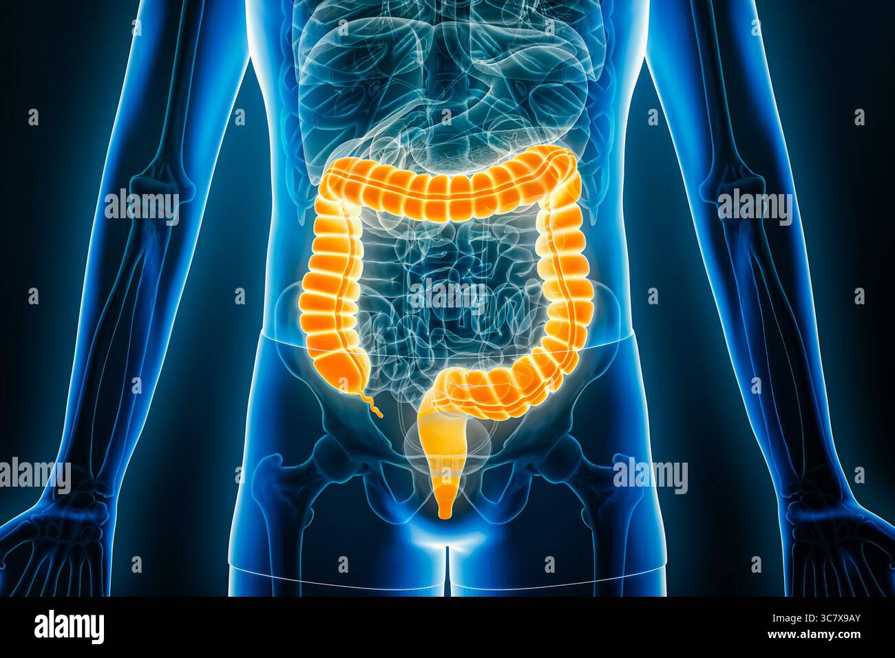 Visualizzazione radiologica anteriore o frontale dell'intera illustrazione 3D del colon o dell'intestino crasso con i contorni del corpo maschile. Anatomia umana, organo del d Foto Stock