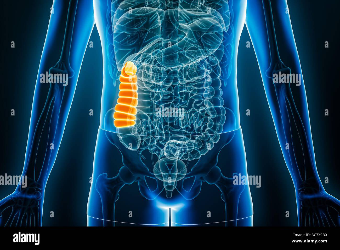 Vista anteriore X-ay o frontale del colon ascendente umano illustrazione di rendering 3D con contorni del corpo maschile. Anatomia, organo del sistema digerente, medico, b Foto Stock