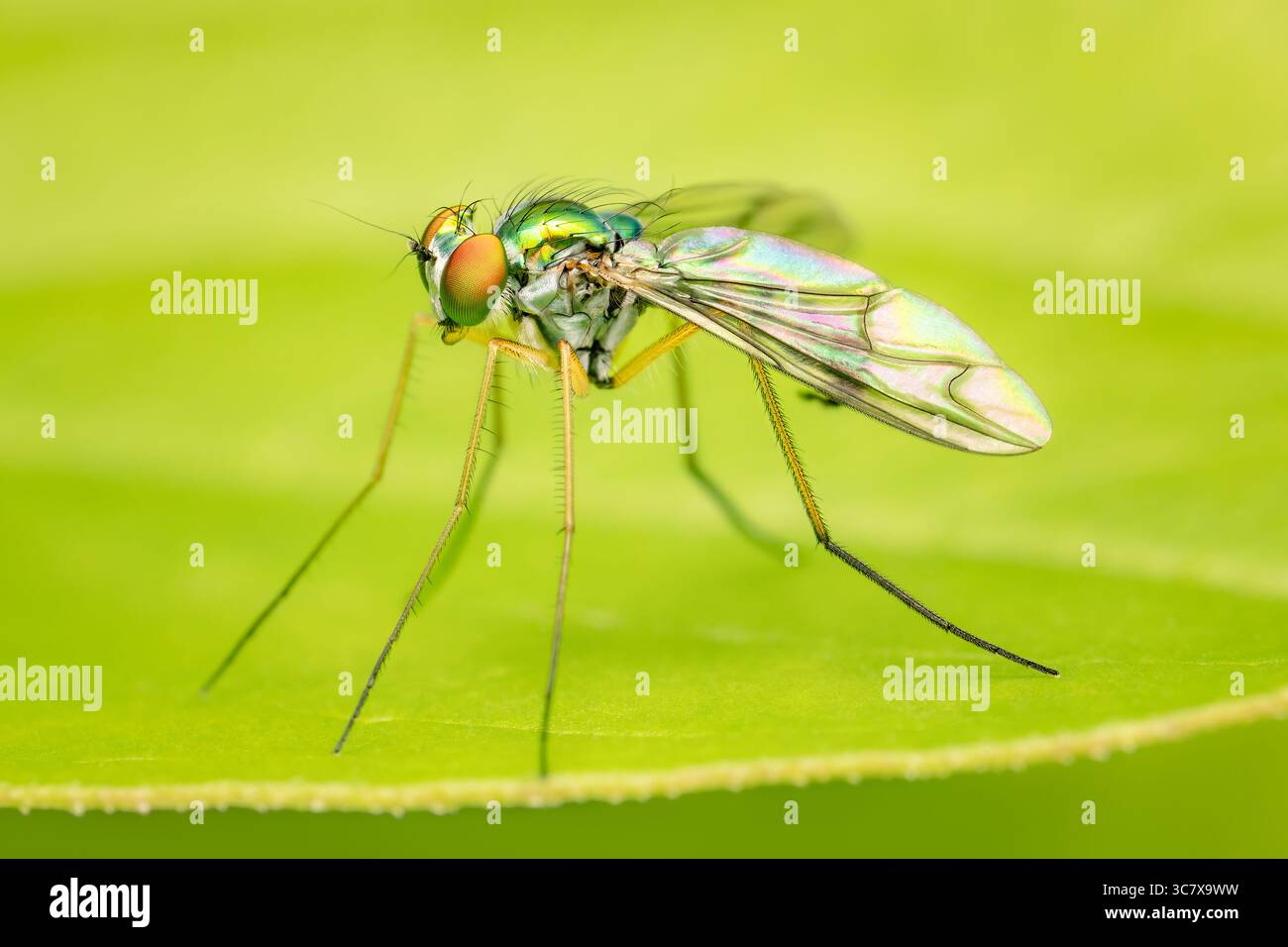 Condylostylus diptera con luce decomposta da diffrazione dei colori sulle ali con tanti dettagli e spazio di copia Foto Stock