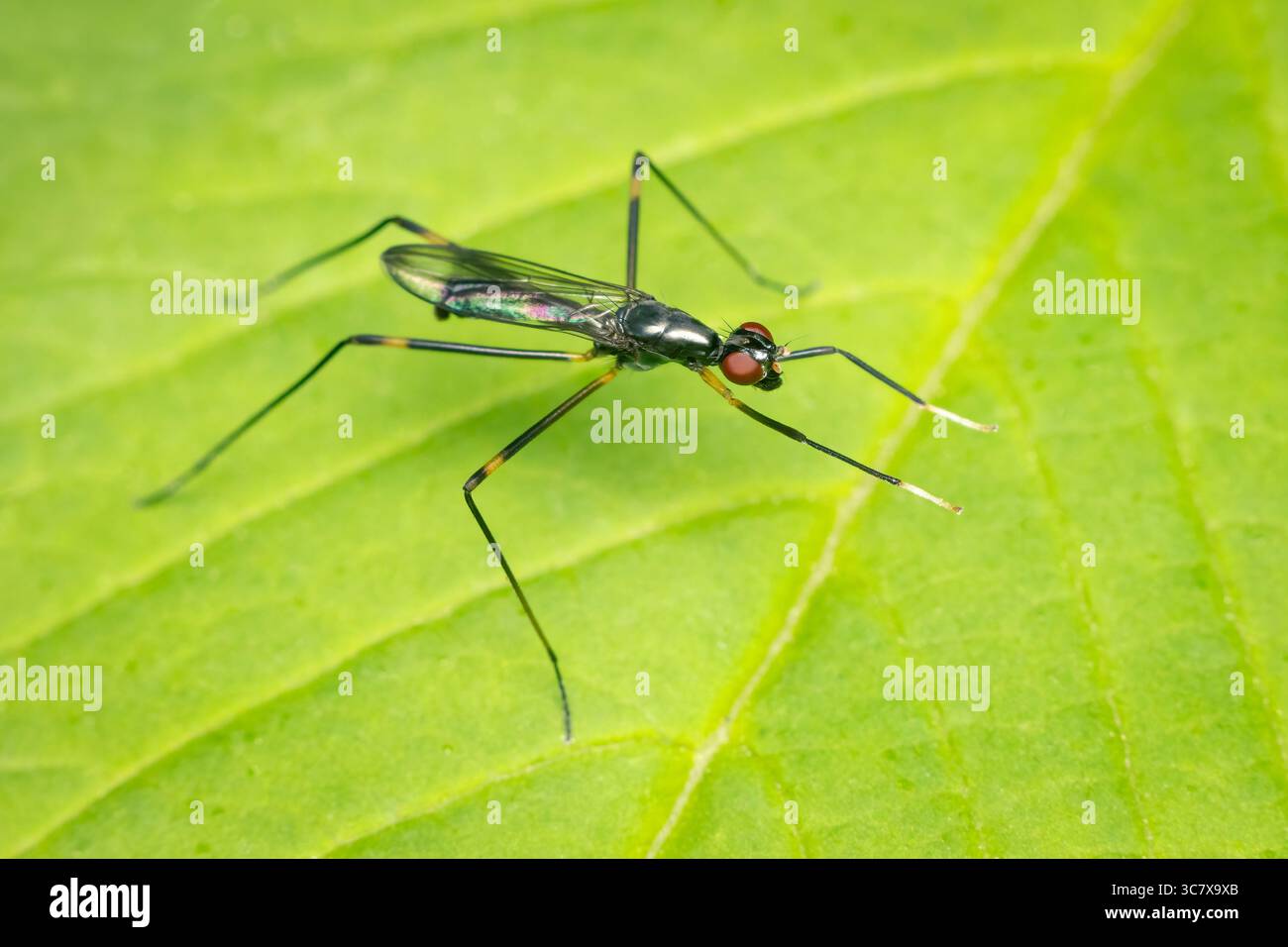 Piccoli ditteri su una foglia verde con spazio di copia Foto Stock
