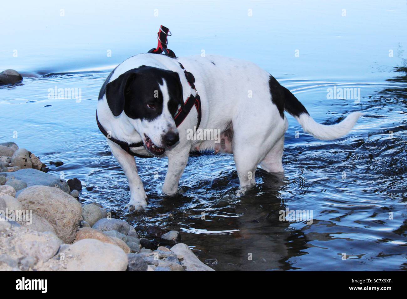 Cane che si gode l'acqua del fiume Foto Stock