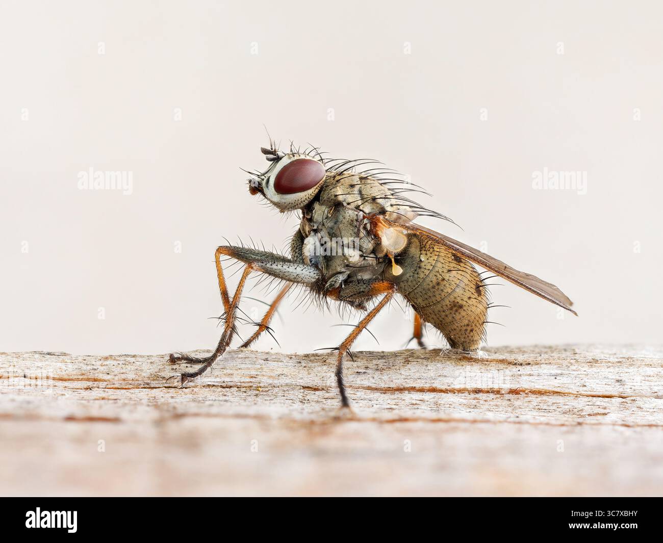 Vista macro laterale di Coenosia tigrina, una piccola specie di mosca predatoria della famiglia dei Muscidae, nota per la caccia agli insetti più piccoli. Foto Stock