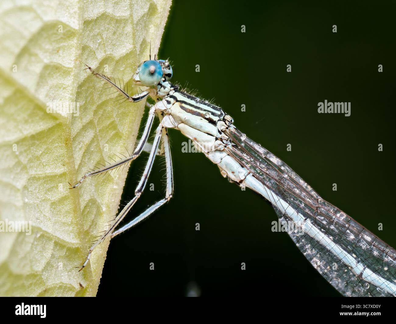 Macro fotografie dei pennipi di Platycnemis, la fanciulla dalle gambe bianche, che mostra individui sia maschi che femmine arroccati sulle piante. Foto Stock
