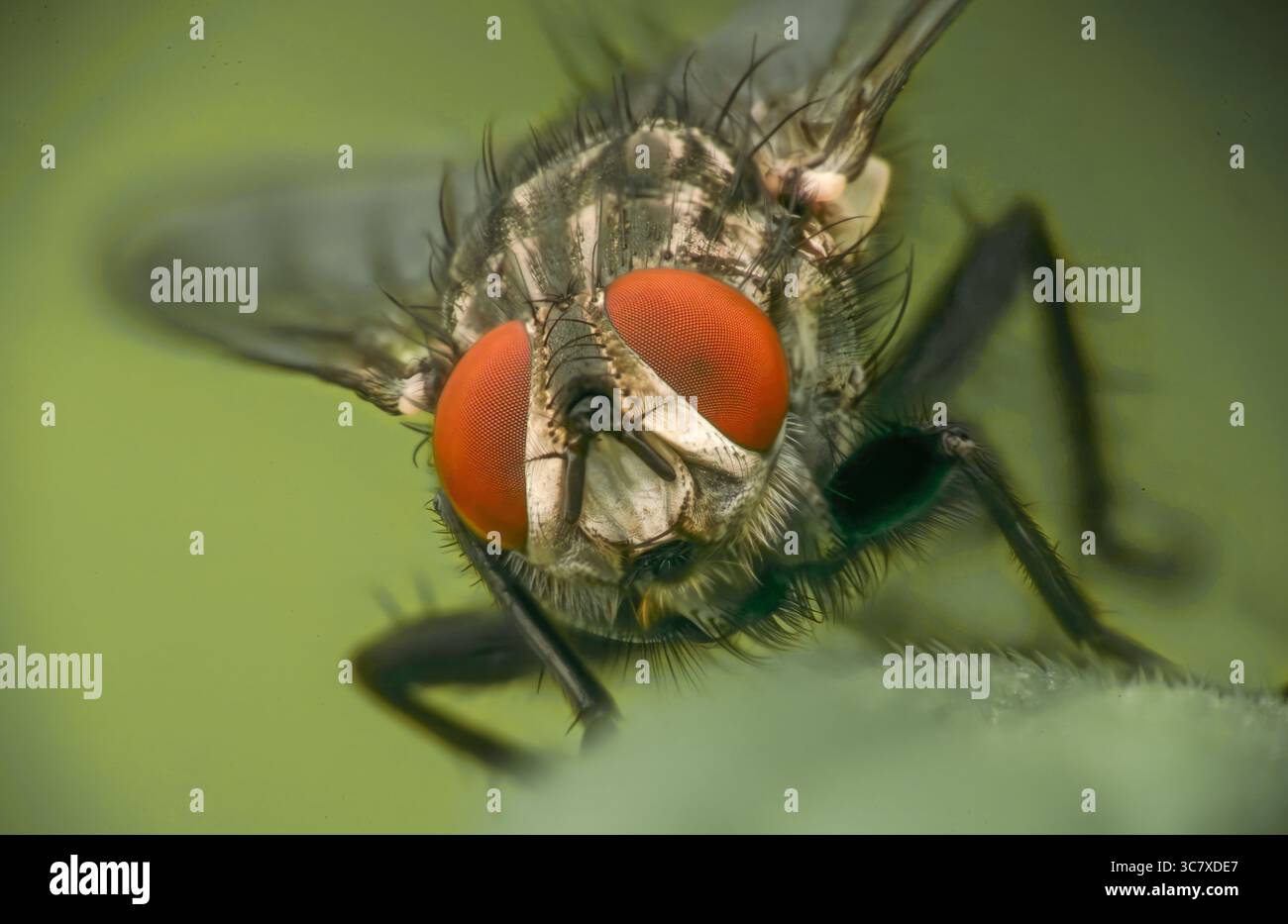 Macro estrema primo piano di una mosca della carne (famiglia dei Sarcophagidae) che mostra peli sottili e occhi composti rossi — studio entomologico dettagliato Foto Stock