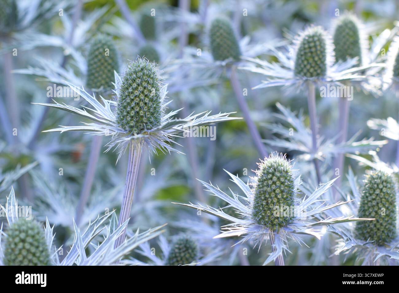 Bract blu piccante di Eryngium "Big Blue", una pianta di agrifoglio di mare resistente al clima, in un giardino inglese a luglio. REGNO UNITO Foto Stock