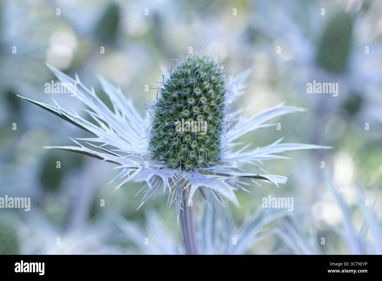 Bract blu piccante di Eryngium "Big Blue", una pianta di agrifoglio di mare resistente al clima, in un giardino inglese a luglio. REGNO UNITO Foto Stock