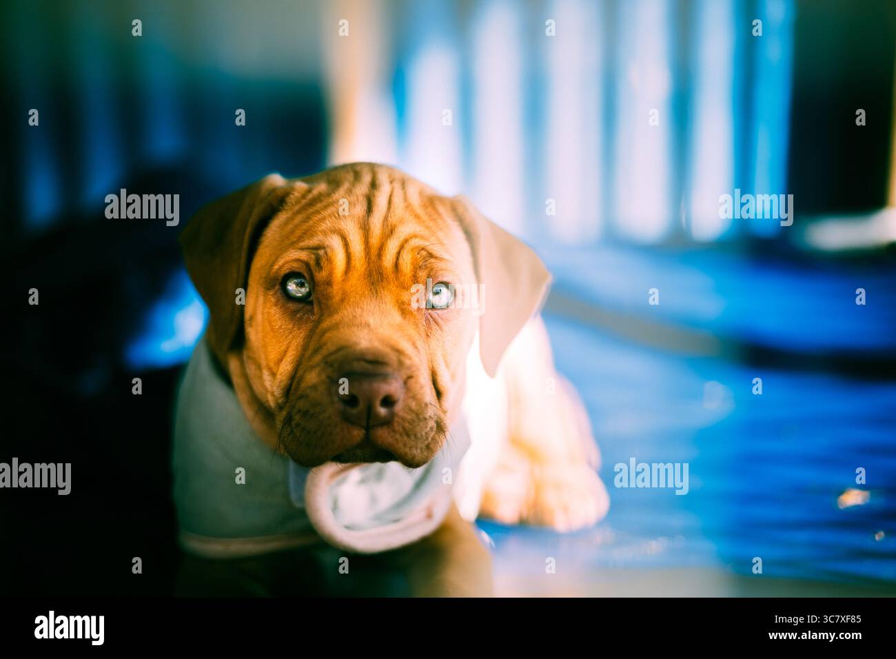 Cucciolo Shar Pei al chiuso masticando un giocattolo di corda bianco, con il viso rugoso e gli occhi espressivi. Foto Stock