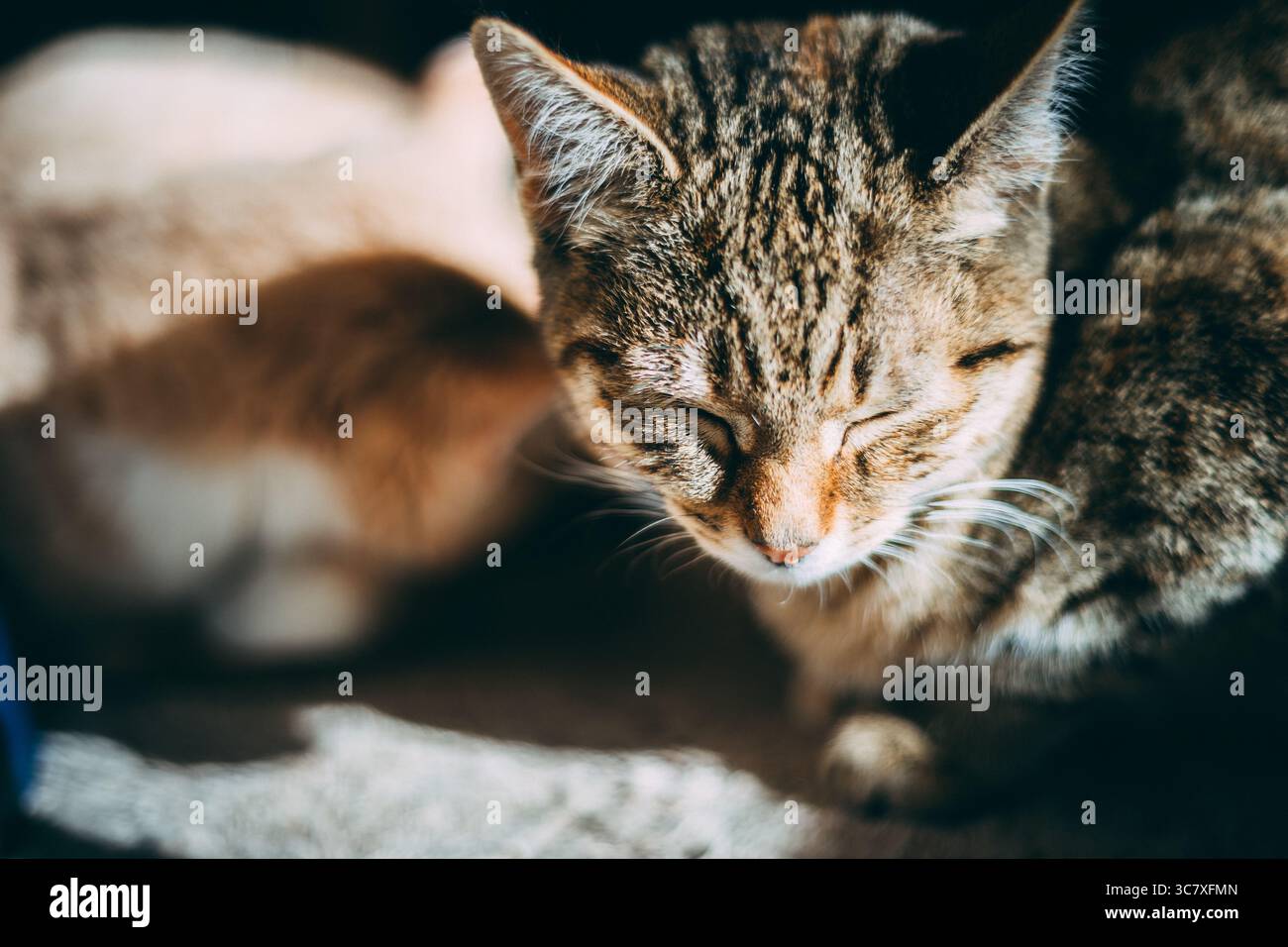Gatto tabby che sonnecchia al sole Foto Stock