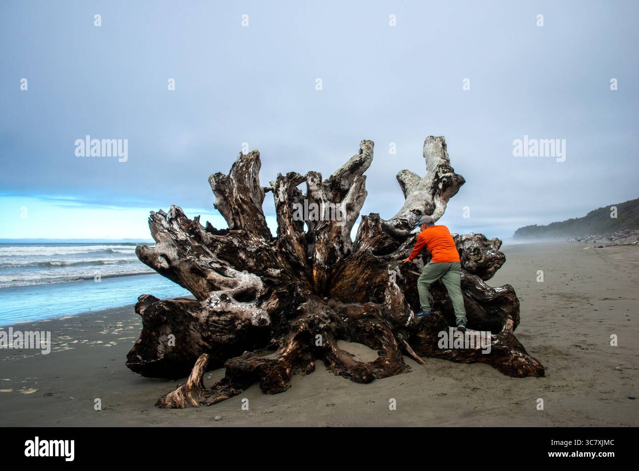 Un maschio adulto scopre un grande ramo d'albero sulla costa pacifica di Washington e si ferma a usare il suo cellulare. Kalaloch, Washington. STATI UNITI Foto Stock