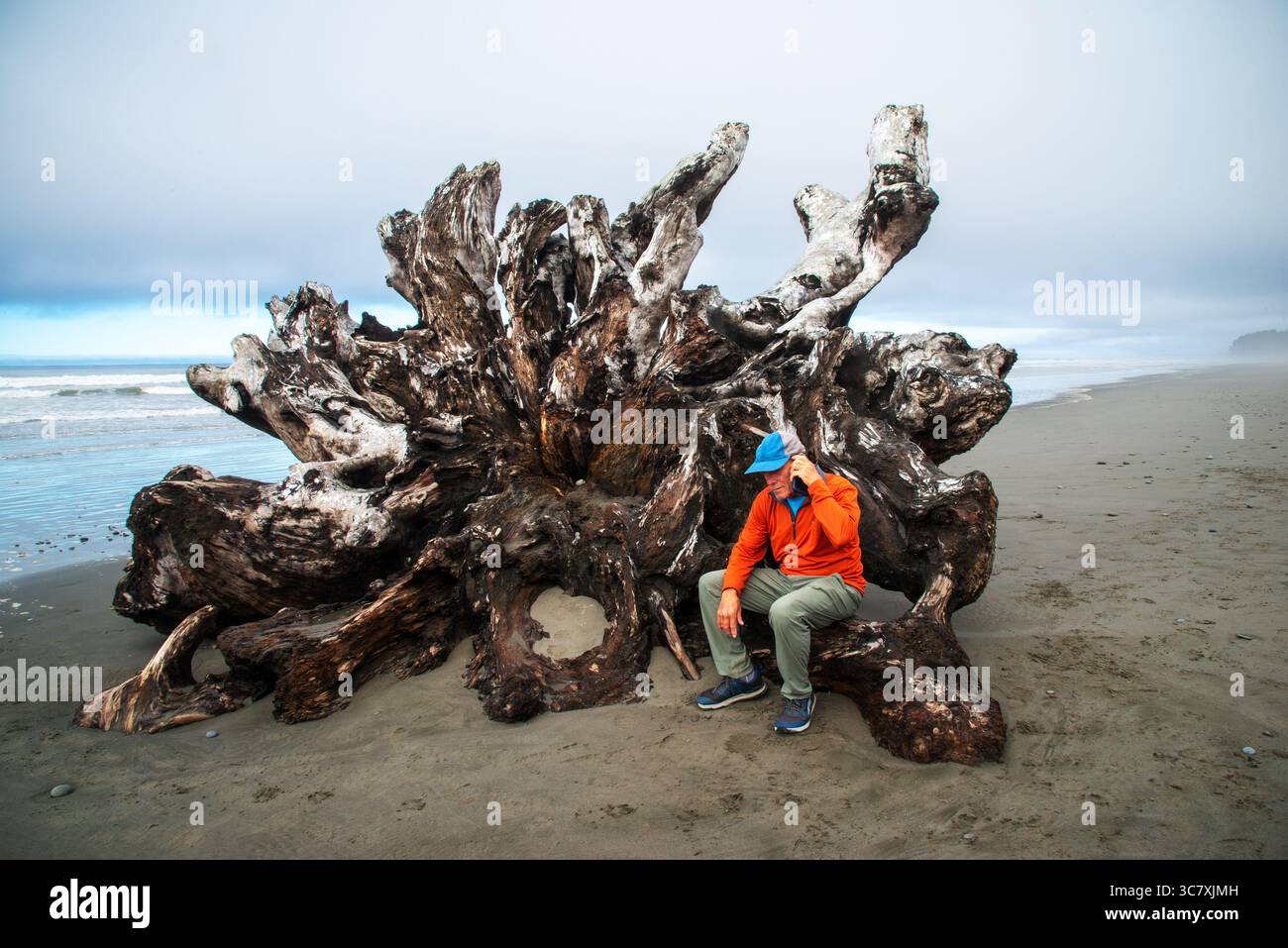 Un maschio adulto scopre un grande ramo d'albero sulla costa pacifica di Washington e si ferma a usare il suo cellulare. Kalaloch, Washington. STATI UNITI Foto Stock