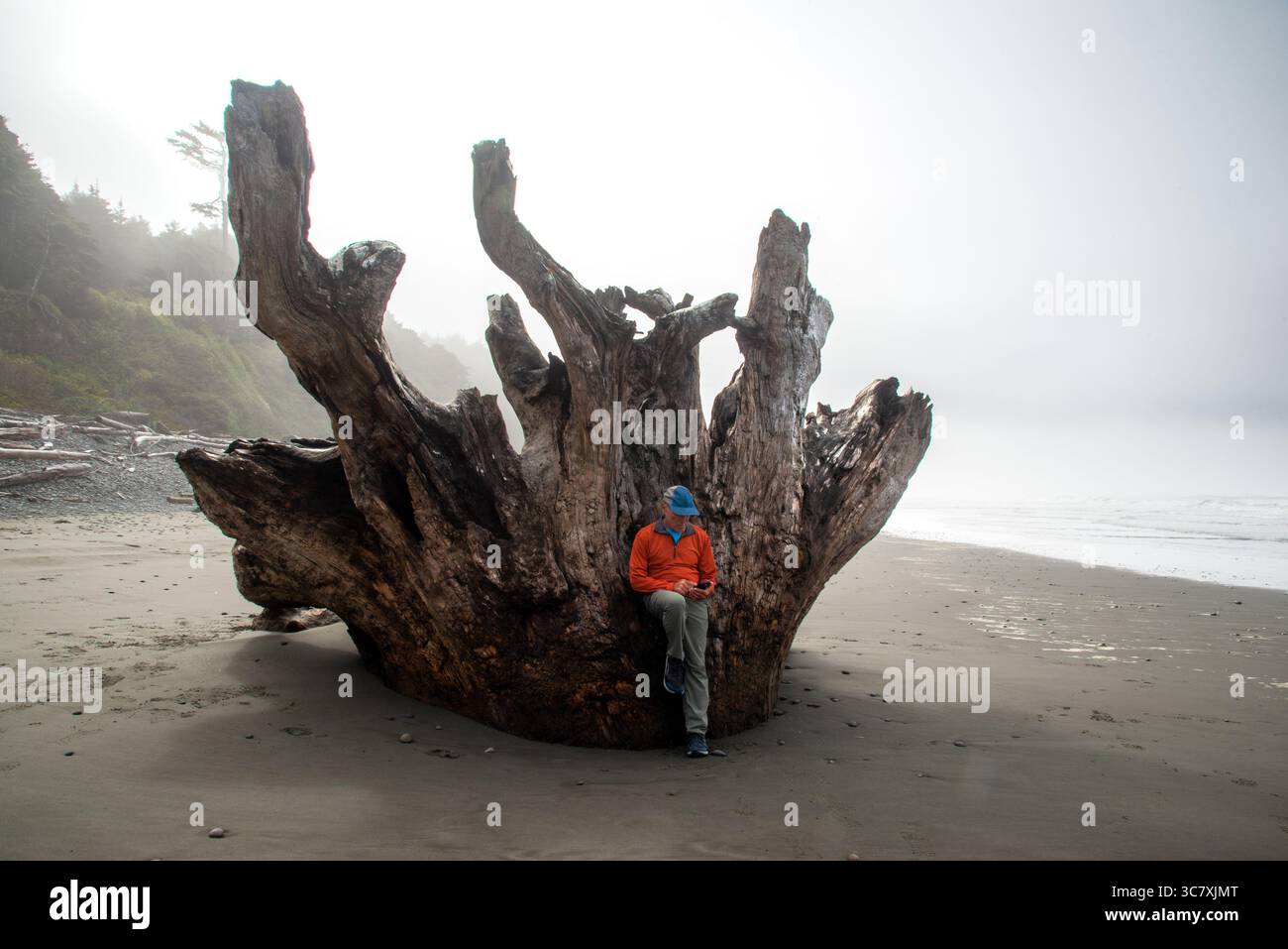 Un maschio adulto scopre un grande ramo d'albero sulla costa pacifica di Washington e si ferma a usare il suo cellulare. Kalaloch, Washington. STATI UNITI Foto Stock