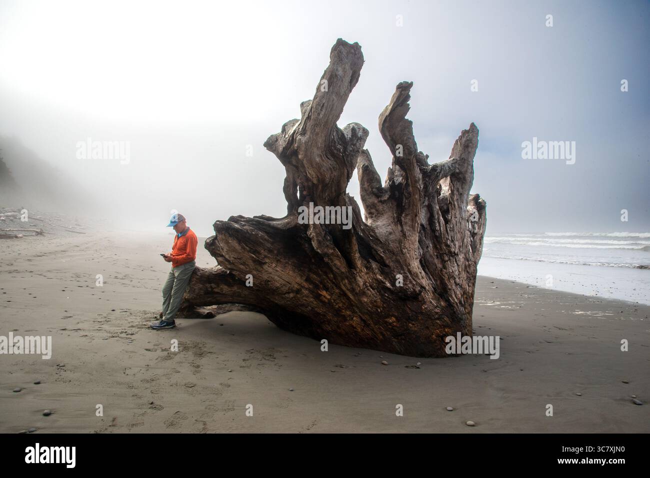Un maschio adulto scopre un grande ramo d'albero sulla costa pacifica di Washington e si ferma a usare il suo cellulare. Kalaloch, Washington. STATI UNITI Foto Stock