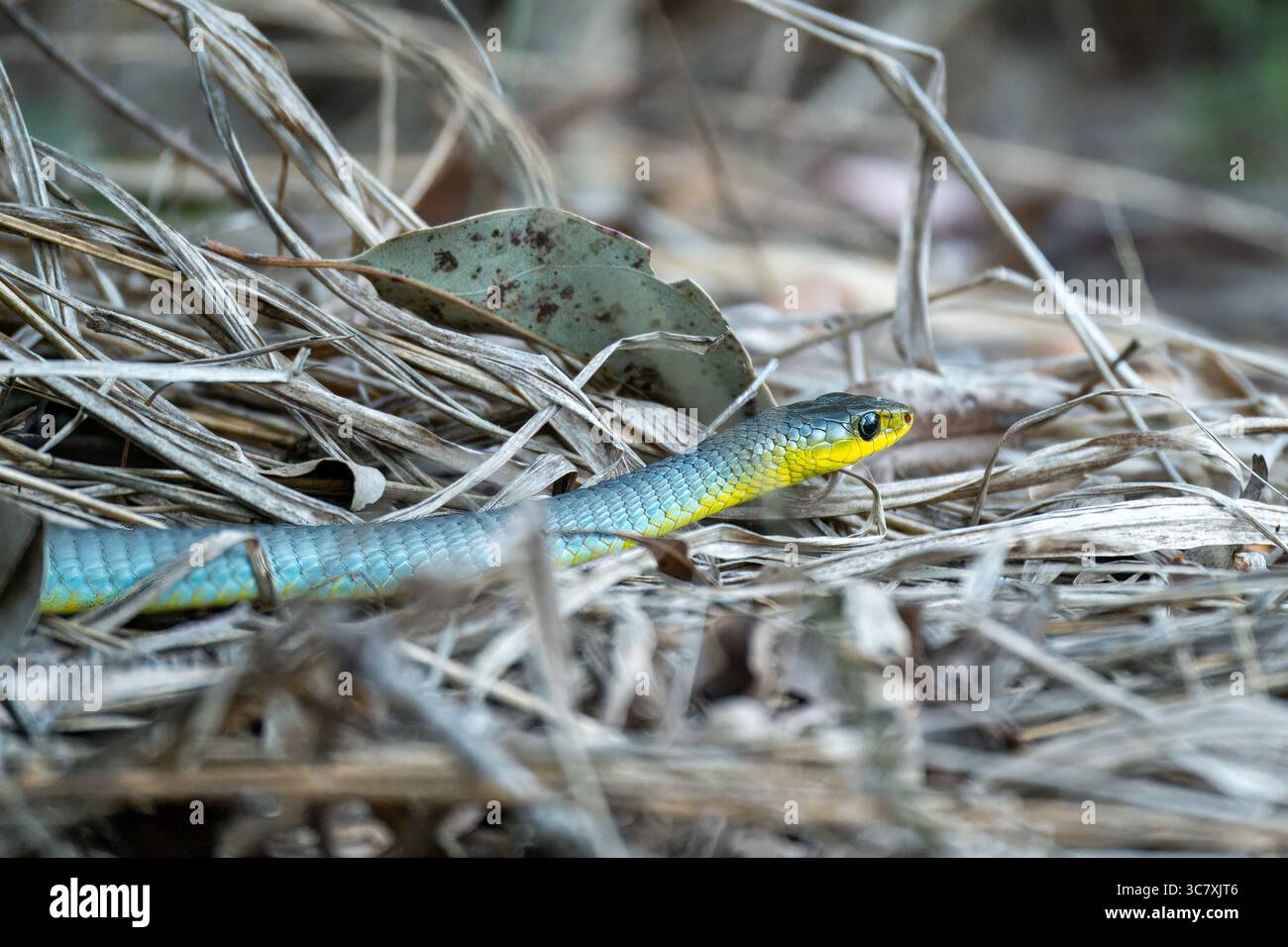 Common Tree Snake (Dendrelaphis punctulatus) che riposa in erba secca e rami a Sandy Camp, Brisbane, Queensland, Australia. Foto Stock
