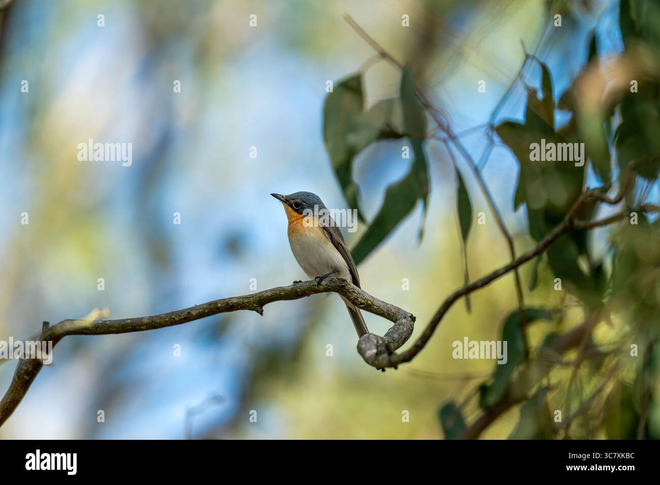 Muccia inquieta appollaiata su un ramo sottile Foto Stock