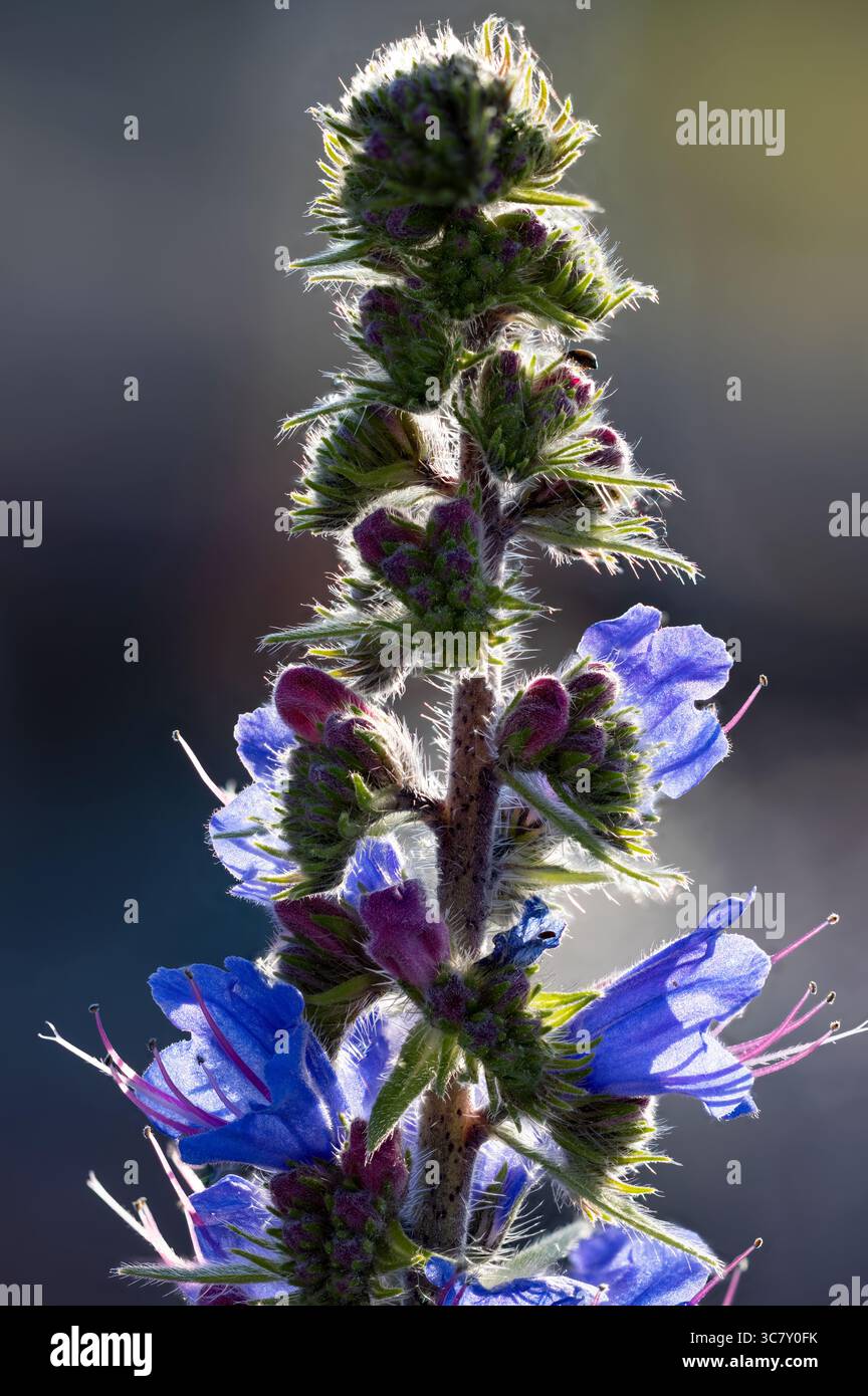 Vipers Bugloss fioritura Foto Stock