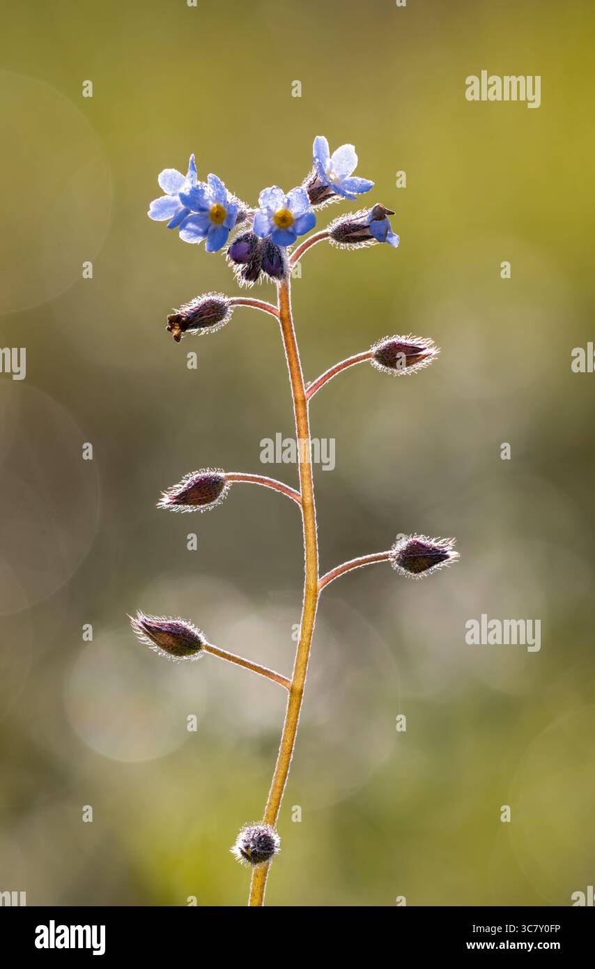Field Forget-me-not fioritura Foto Stock