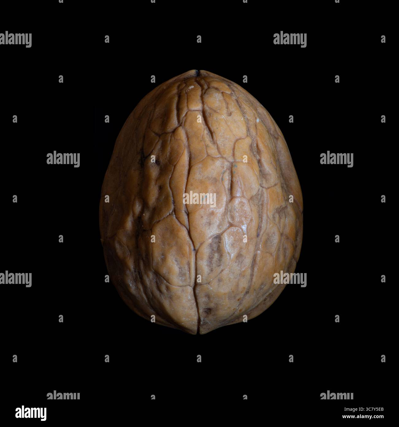 Noce inglese (Juglans regia) frutti di guscio. Il guscio (endocarpa) di un frutto di noce inglese, isolato, sfondo nero Foto Stock