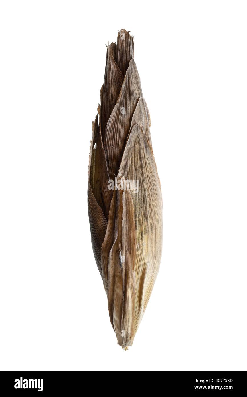 Orecchie di mais. Una foto di un orzo di mais (Zea mays), detto anche pannocchie di mais e orecchie di mais, avvolta in bucce. Vista laterale isolata, sfondo bianco Foto Stock