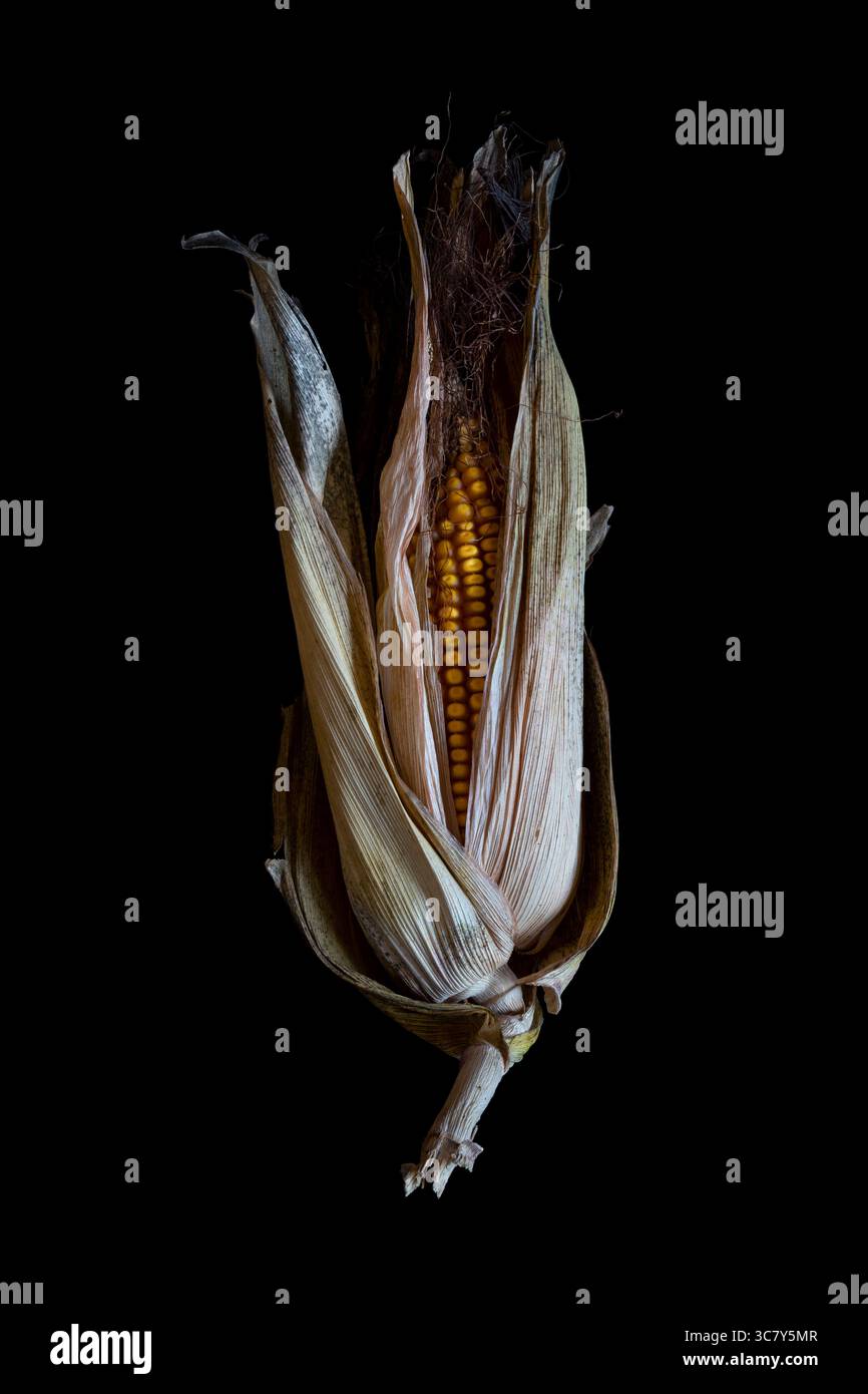 Orecchie di mais. Una foto di un orzo di mais (Zea mays), detto anche pannocchie di mais e orecchie di mais, parzialmente avvolta in bucce. Viste laterali isolate, sfondo nero Foto Stock