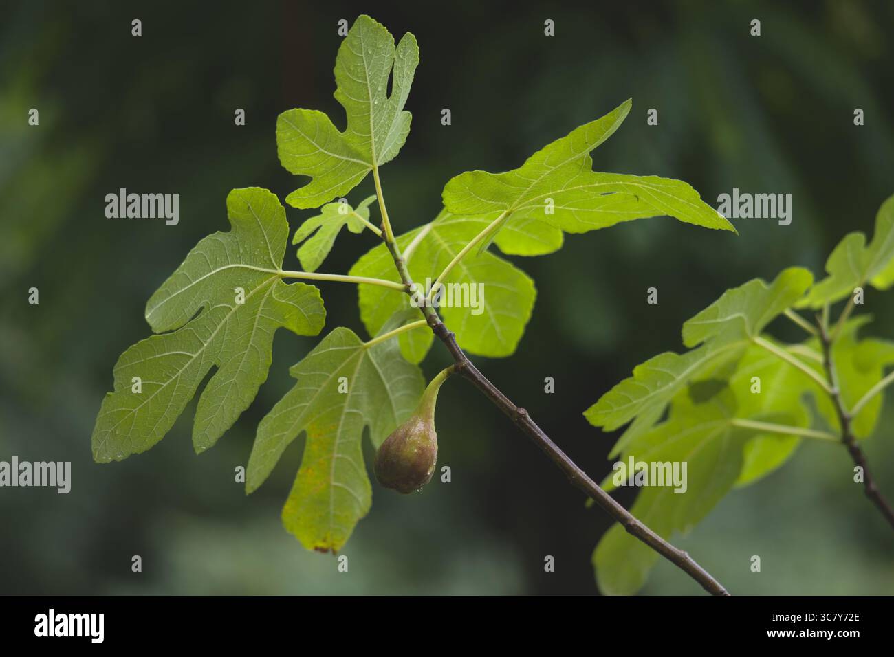 un albero di fico con un frutto appeso al suo ramo Foto Stock