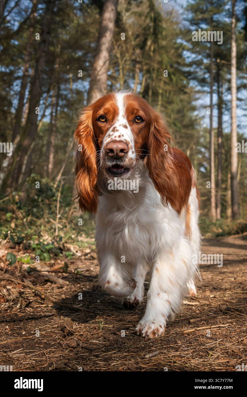 Gallese Springer Spaniel in Virginia Water a Windsor Great Park nel Berkshire Regno Unito Foto Stock