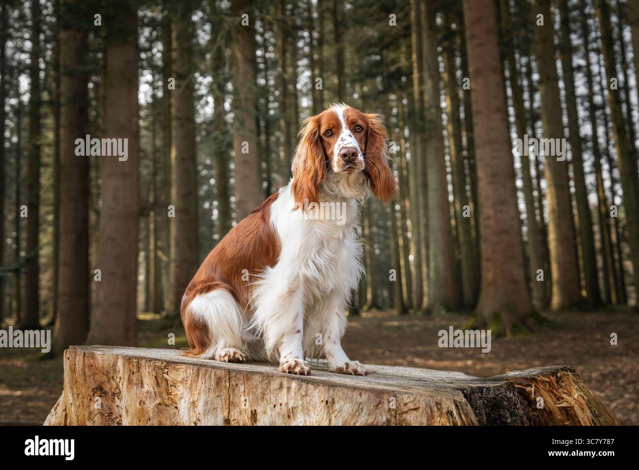 Gallese Springer Spaniel in Virginia Water a Windsor Great Park nel Berkshire Regno Unito Foto Stock