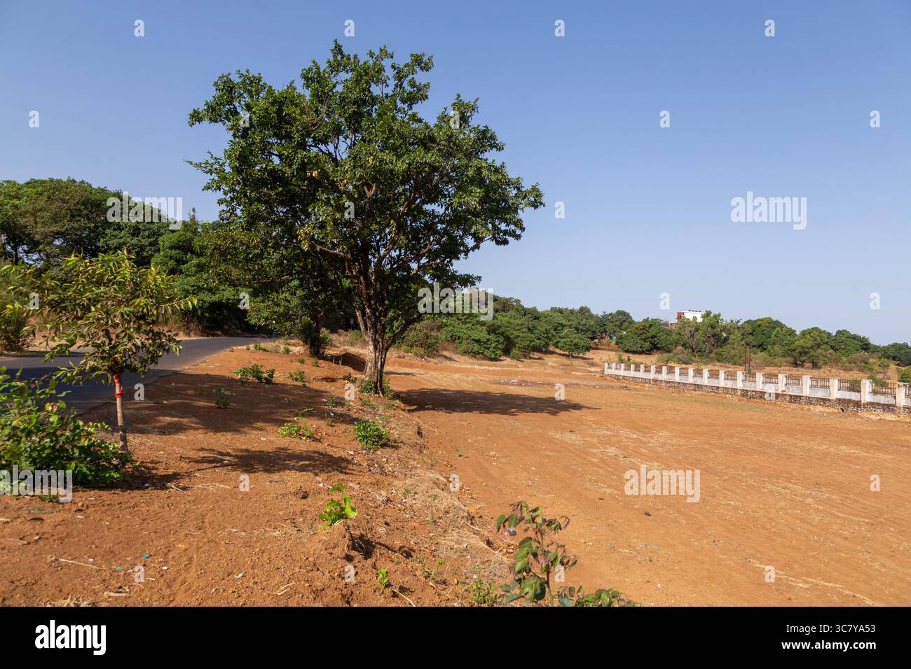 Un tranquillo paesaggio rurale caratterizzato da un albero solitario accanto a una strada tortuosa e un grande campo aperto arato sotto il cielo blu Foto Stock