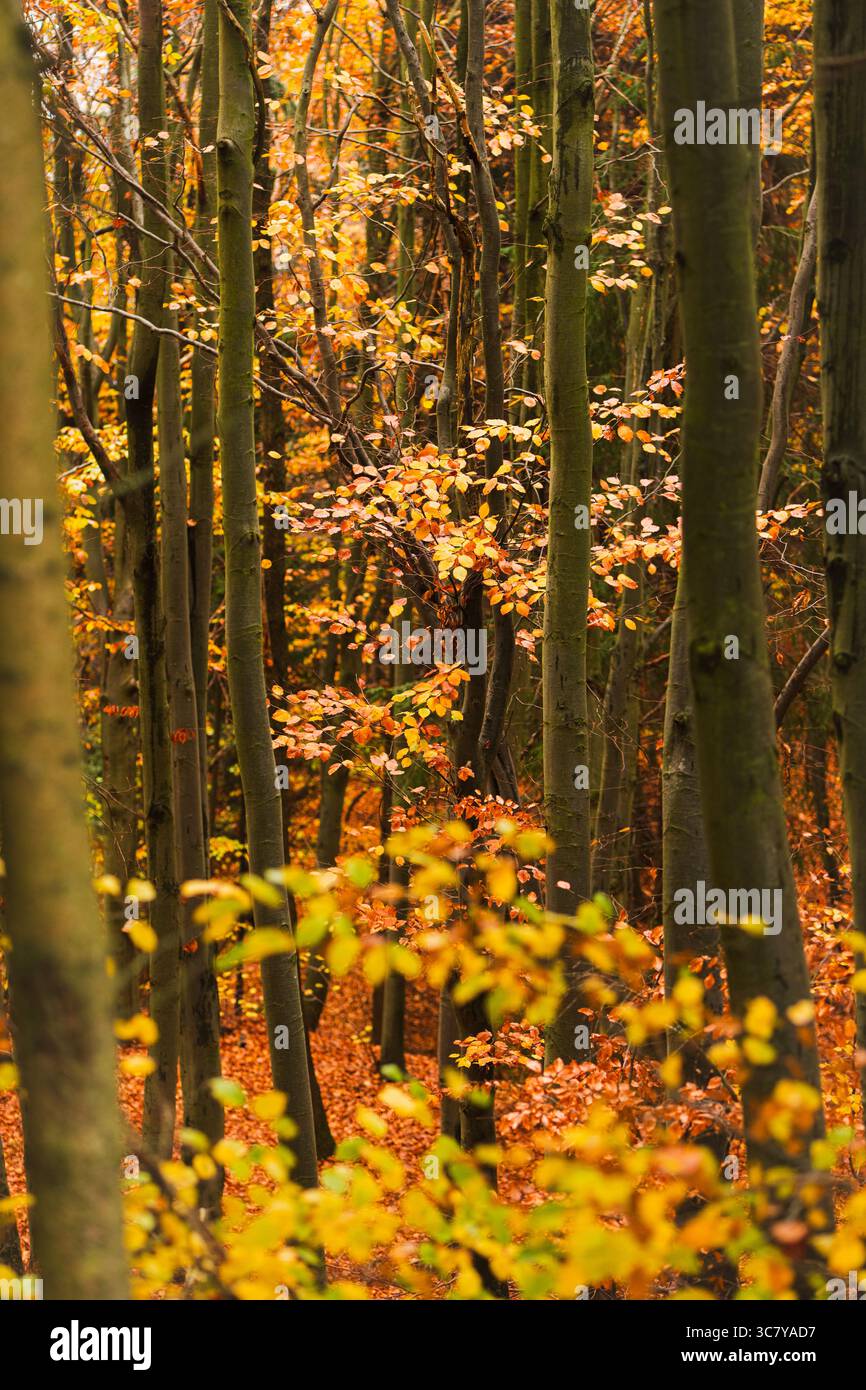 Foglie autunnali colorate in una scena forestale Foto Stock