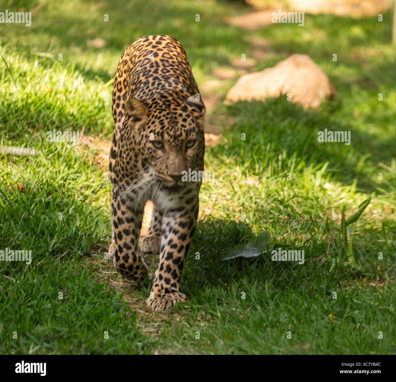 Una maestosa tigre catturata durante un safari nella foresta della riserva di Mudumalai, in India. Il potente gatto giace liberamente nel suo habitat naturale, mostrando il Foto Stock