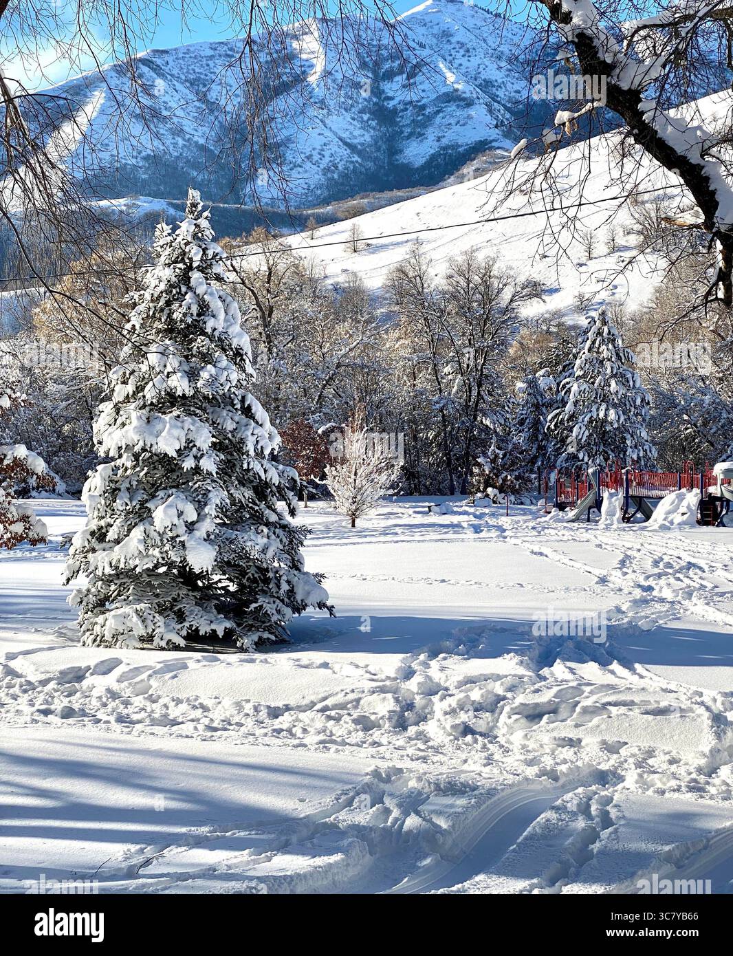 Un ambiente invernale soleggiato con pini innevati e uno sfondo montuoso che mostra neve incontaminata e lunghe ombre in un ambiente simile a un parco. Foto Stock