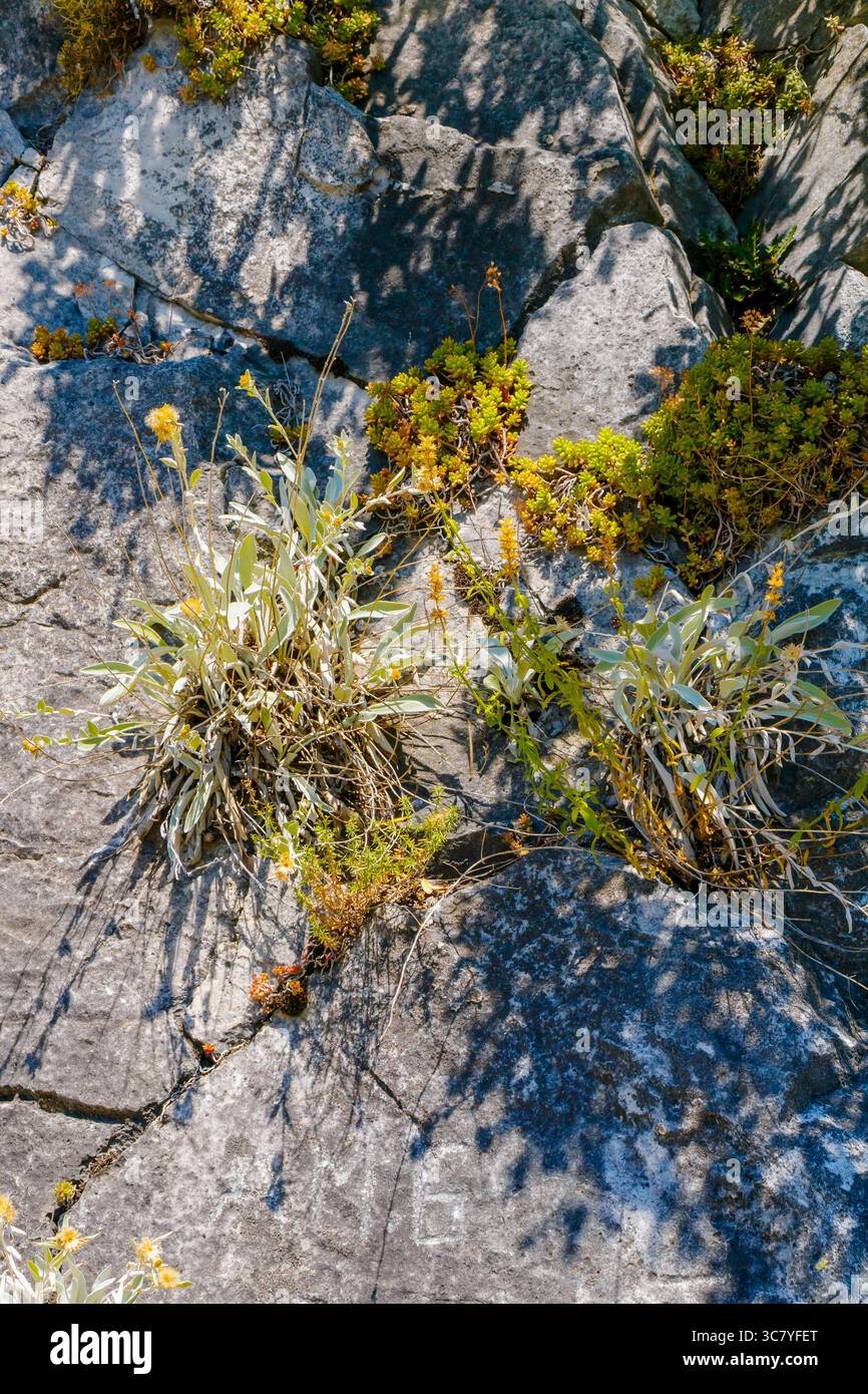 Una vista macro di piccole piante e fiori alpini che spuntano dalle crepe in una superficie rocciosa ruvida alla luce del sole. Foto Stock