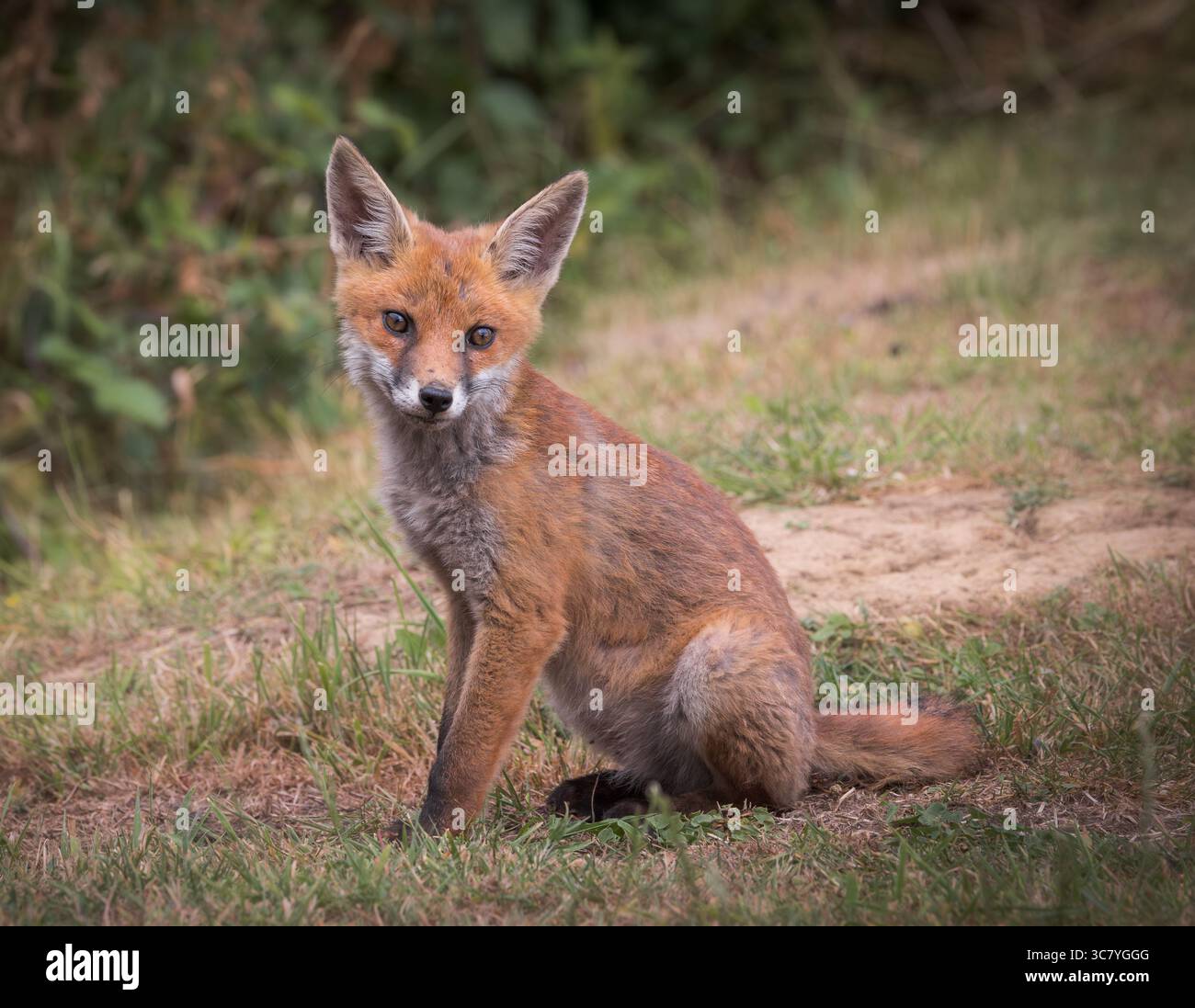 Red Fox [ Vulpes vulpes ] seduta in un campo Foto Stock