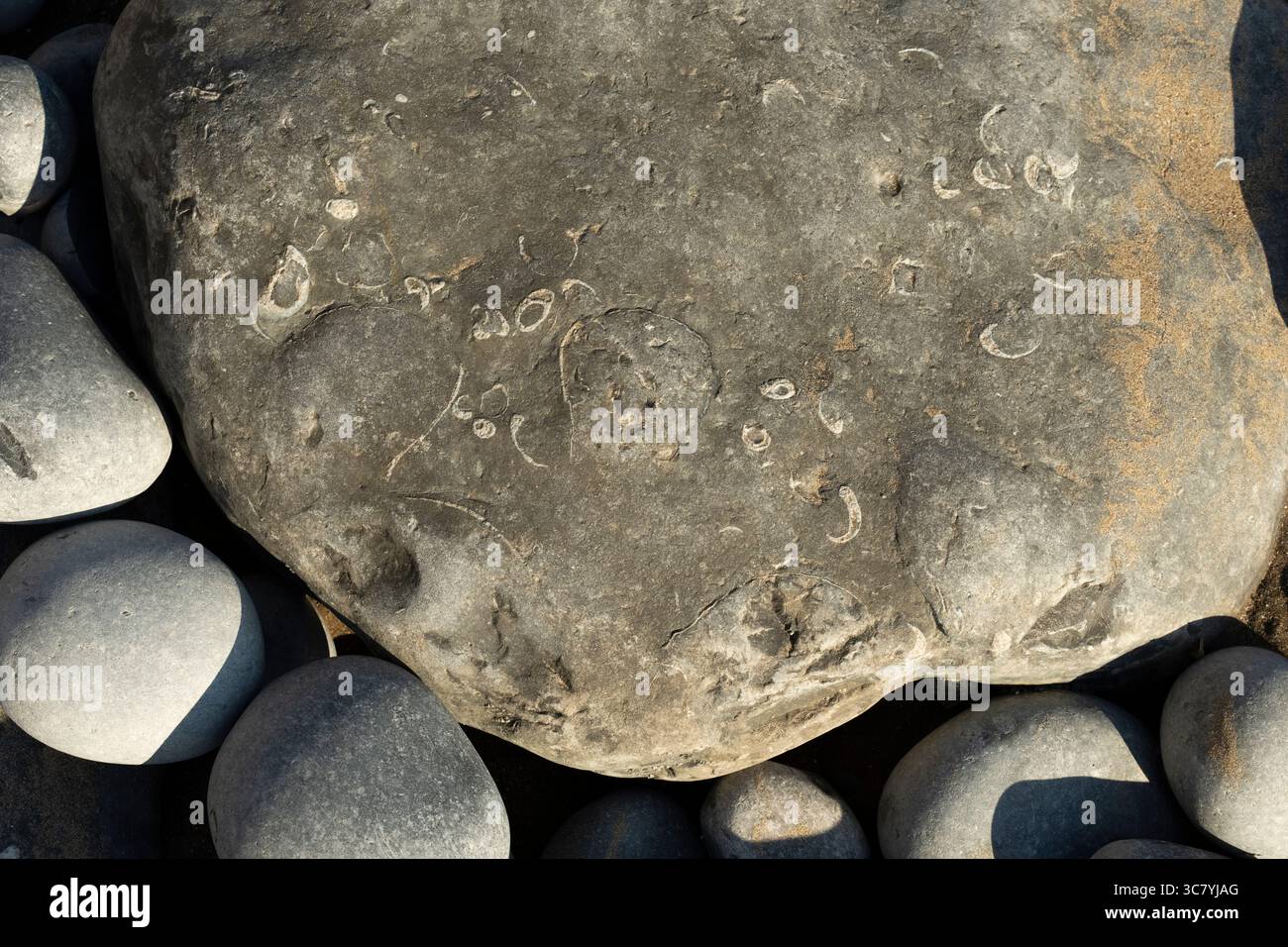 Caccia di fossili alla spiaggia di Monknash, conosciuta anche come Cwm Nash, Galles. I fossili di ammonite sono visibili nelle rocce, resti di antiche creature marine. Foto Stock