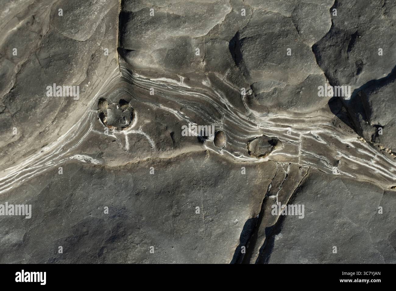 Pietra calcarea fossilifera presso la spiaggia di Monknash, conosciuta anche come Cwm Nash, Galles. Antiche creature marine sono state sepolte e fossili nella roccia per milioni di persone Foto Stock