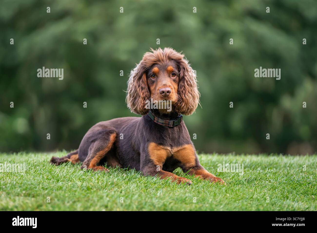 Due anni di lavoro cocker spaniel intorno al campo da golf di Ascot nel Regno Unito Foto Stock