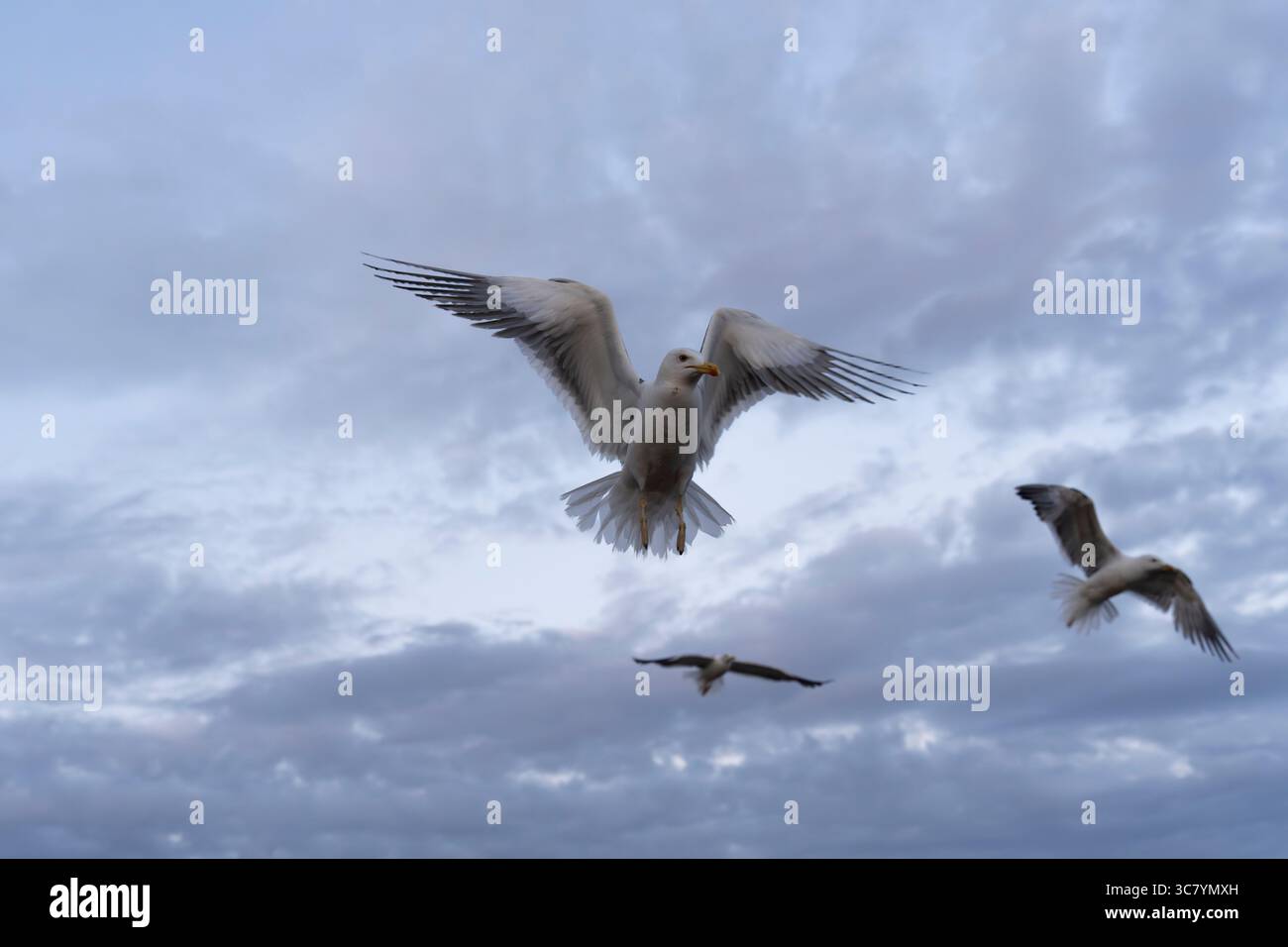 I gabbiani sorvolano Barry Island, Galles Foto Stock