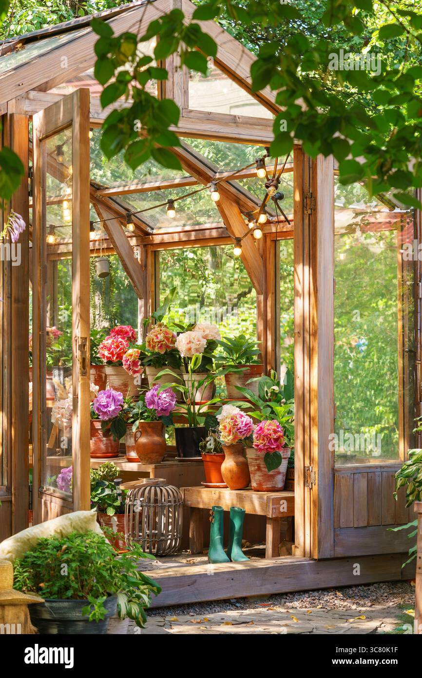 Affascinante serra in legno con ortensie in vaso in fiore e piante verdi vibranti, circondata da vegetazione estiva, sotto le luci a corda nel cortile di gar Foto Stock