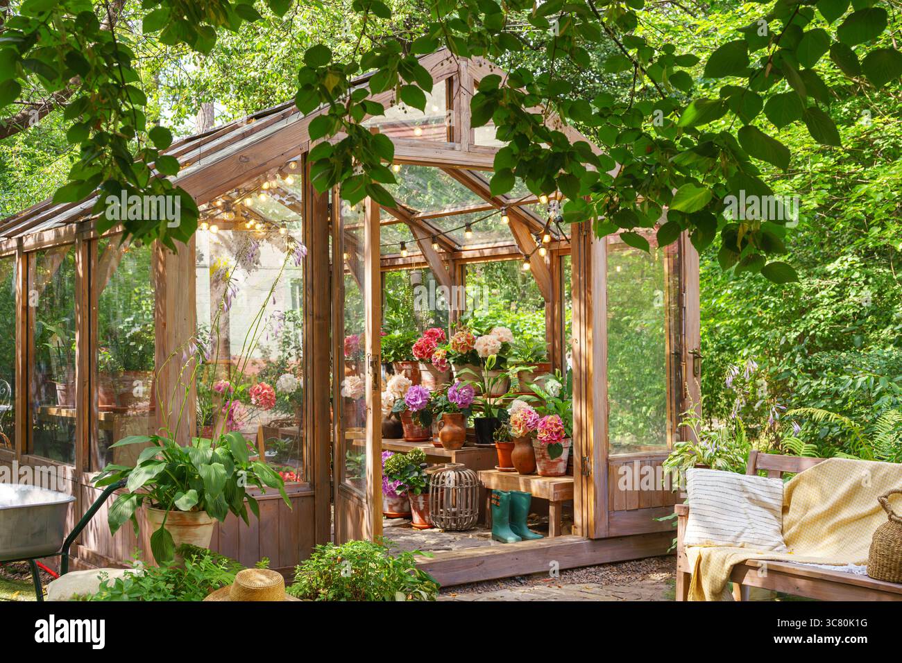 Affascinante serra in legno con ortensie in vaso in fiore e piante verdi vibranti, circondata da vegetazione estiva, sotto le luci a corda nel cortile di gar Foto Stock