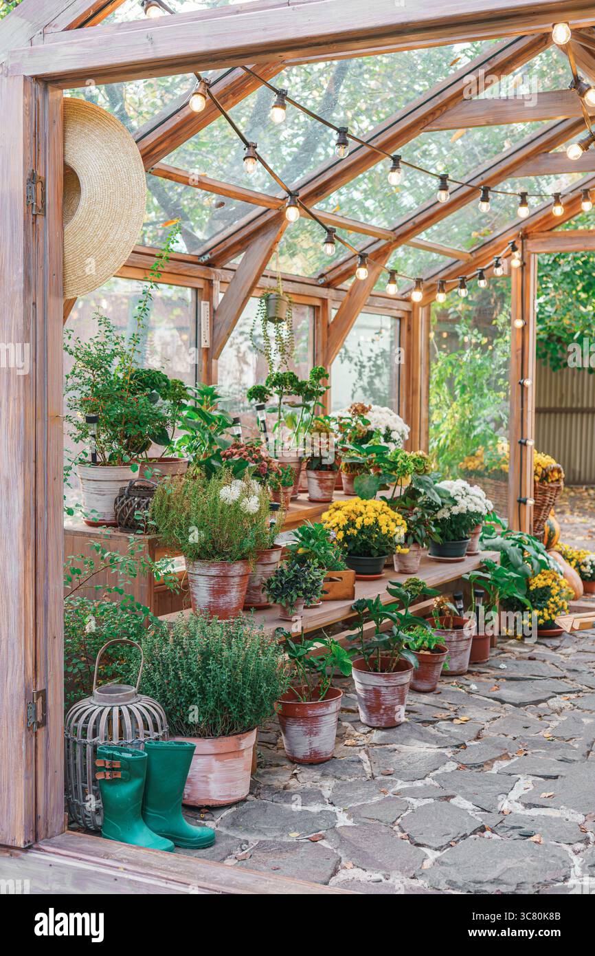 Vasi con fiori e piante in piedi sugli scaffali all'interno della serra sullo sfondo soleggiato del giardino. Vegetazione naturale, elementi del giardino e pianta in vaso Foto Stock