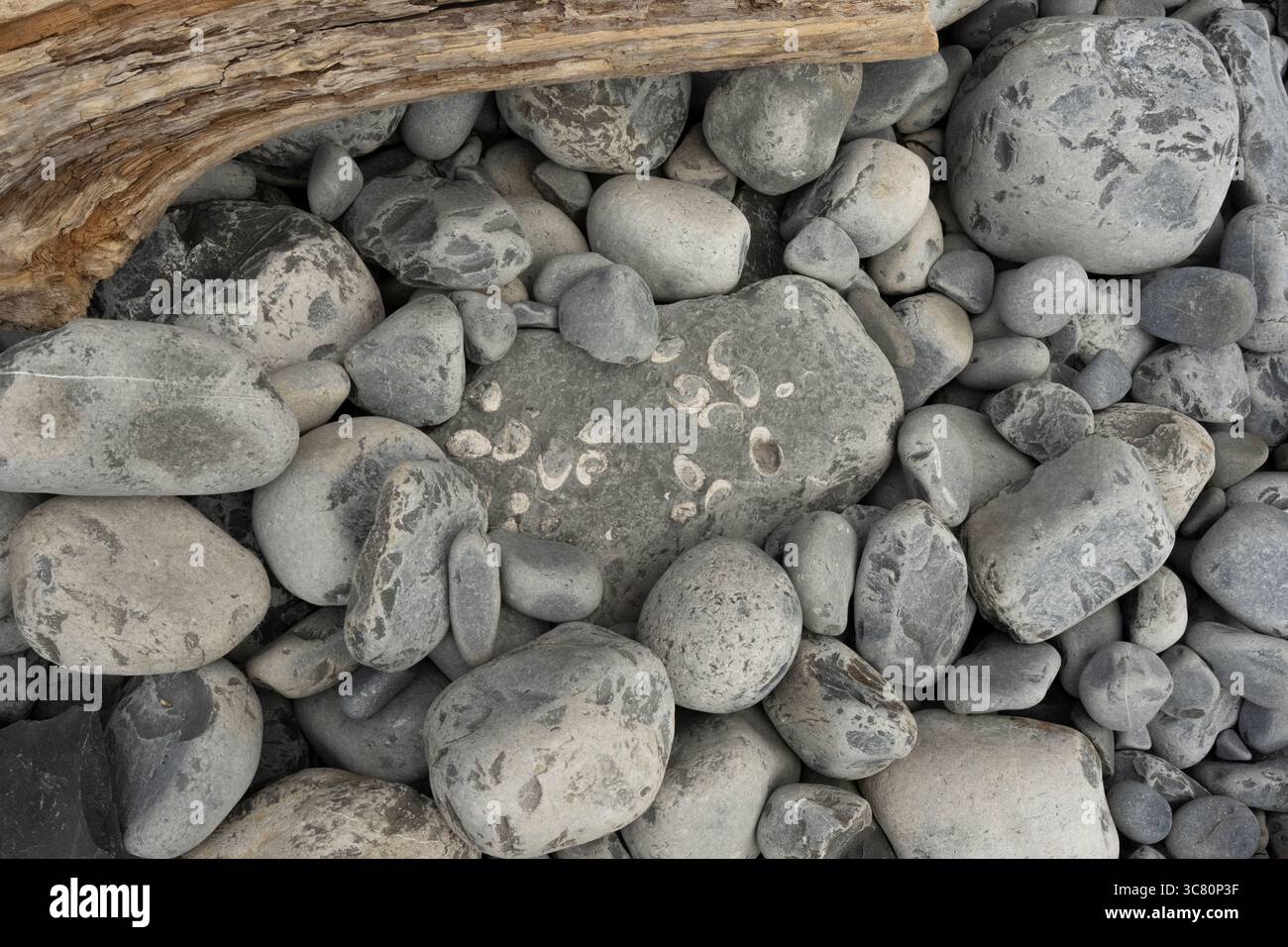 La spiaggia di Nash Point è ricoperta da pietre lisce e grigie Foto Stock