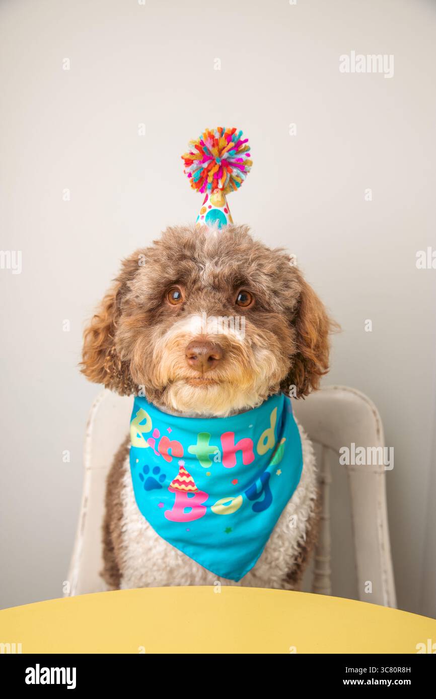 Ritratto ravvicinato di un goldendoodle seduto a un tavolo con una sciarpa da collo e un cappello da bobble Foto Stock
