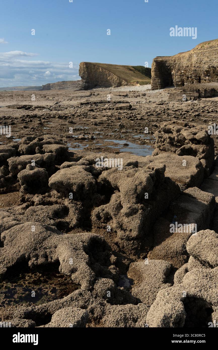 Esplorando l'aspra Jurassic Coast a Nash Point, Galles. La bassa marea rivela formazioni rocciose uniche e bellezza costiera. Foto Stock