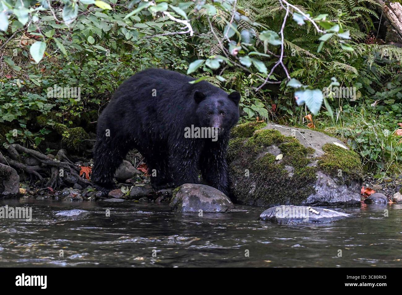 Orso nero (Ursus americanus) in piedi su una riva del fiume in autunno in attesa di pescare, Columbia Britannica, Canada Foto Stock