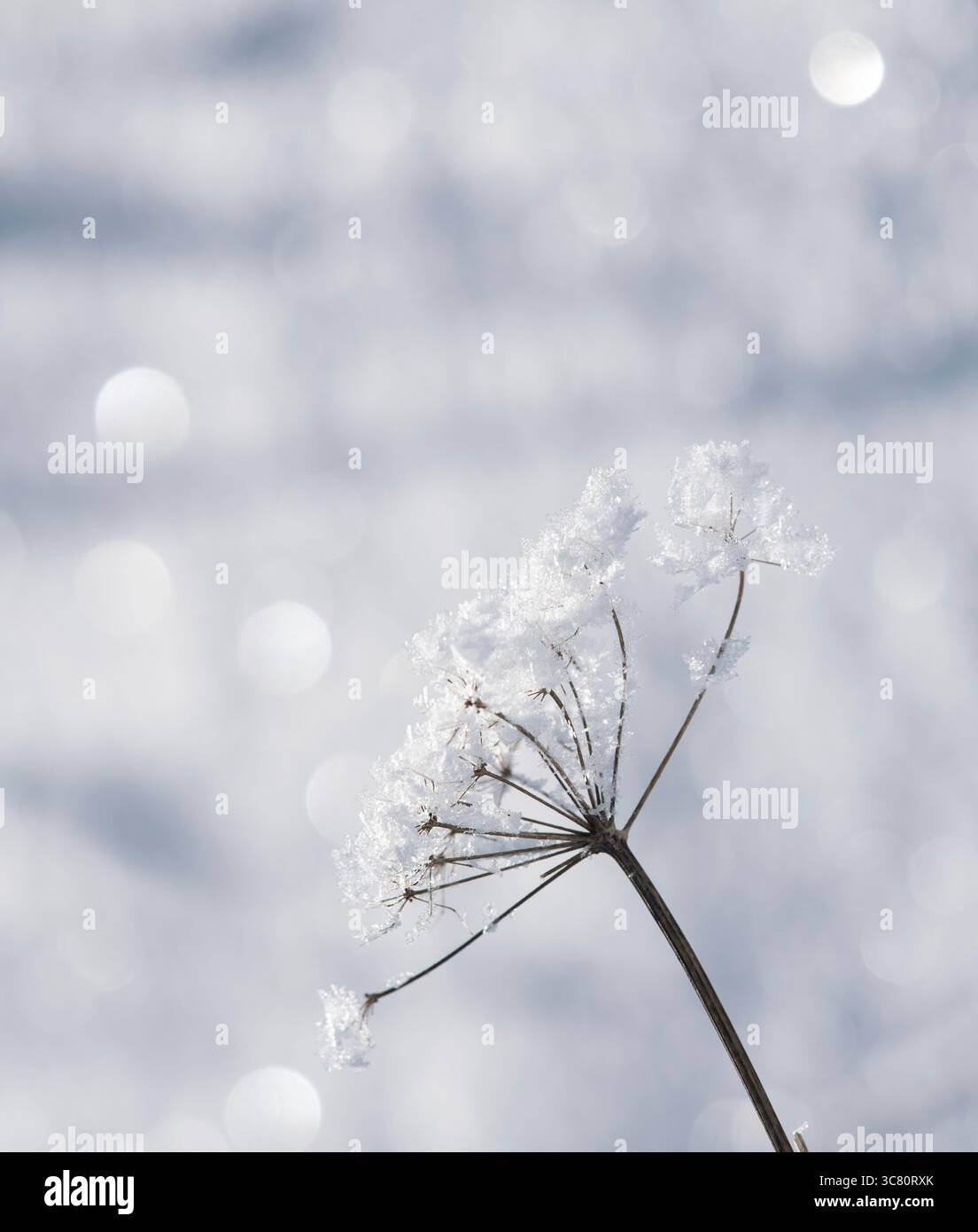 Primo piano di fiocchi di neve ghiacciati su una pianta nella neve invernale, in Lituania Foto Stock