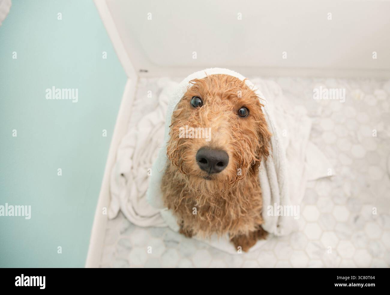 Vista dall'alto di un cucciolo di goldendoodle bagnato (groodle) seduto sul pavimento del bagno avvolto in un asciugamano dopo essere stato lavato Foto Stock