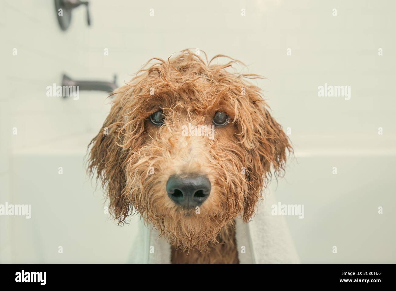 Cucciolo in miniatura di goldendoodle (groodle) in primo piano seduto sul pavimento del bagno avvolto in un asciugamano dopo essere stato lavato Foto Stock